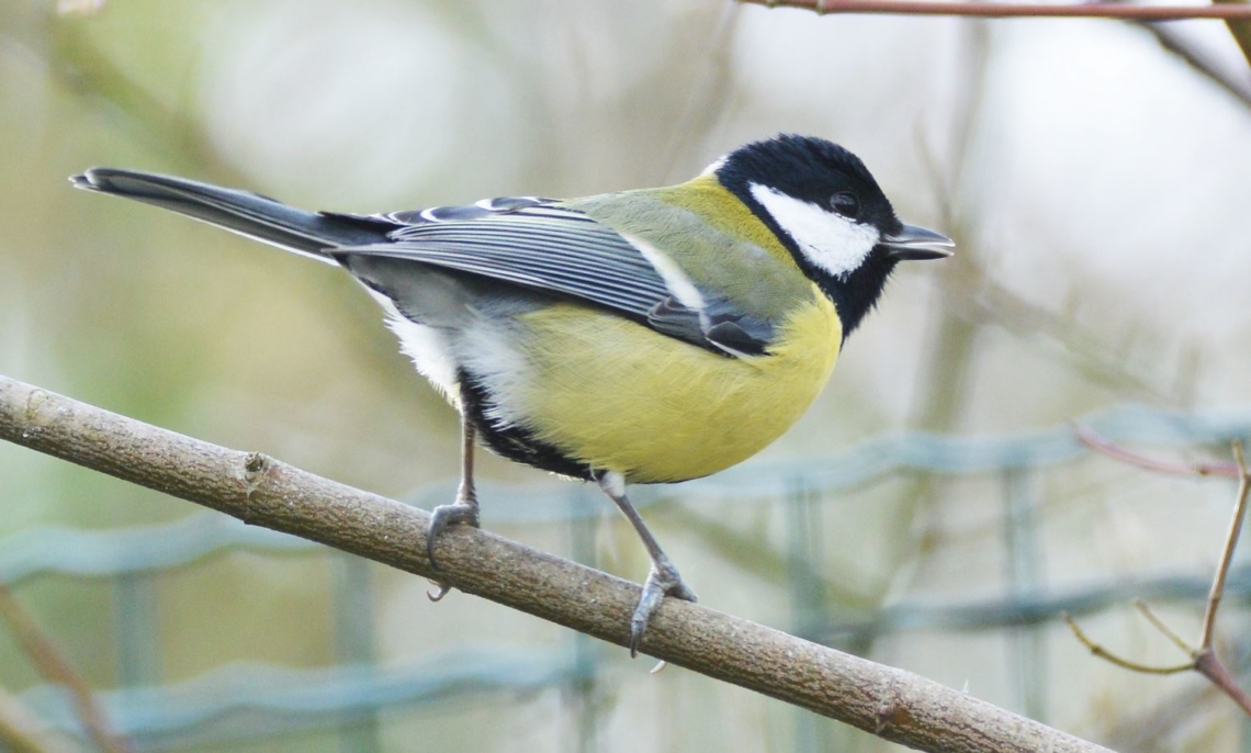 Maine-et-Loire. Ce Weekend, Prenez Une Heure Pour Compter Les Oiseaux ...