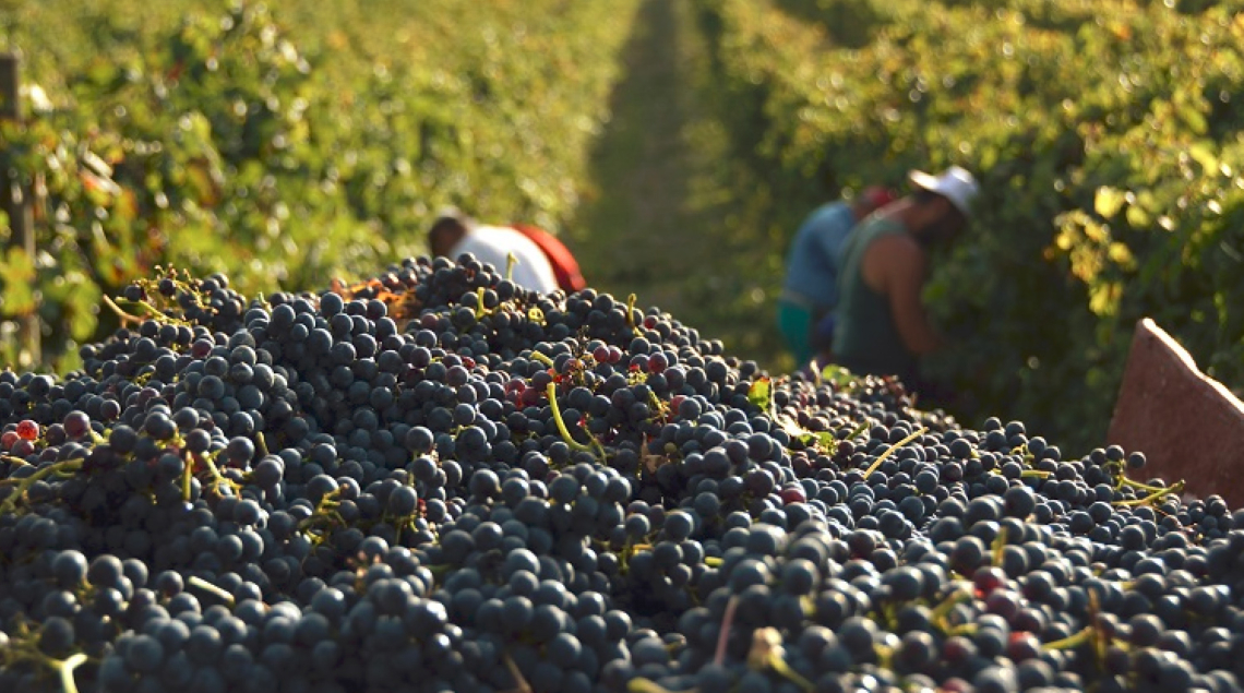 Edito de Michel Choupauvert Cumul RSA et salaire pour les vendanges